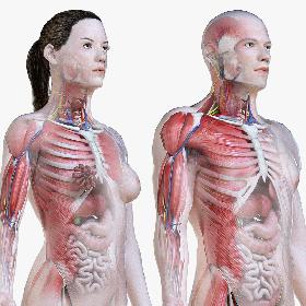 3D Full Male And Female Anatomy Low Poly Set